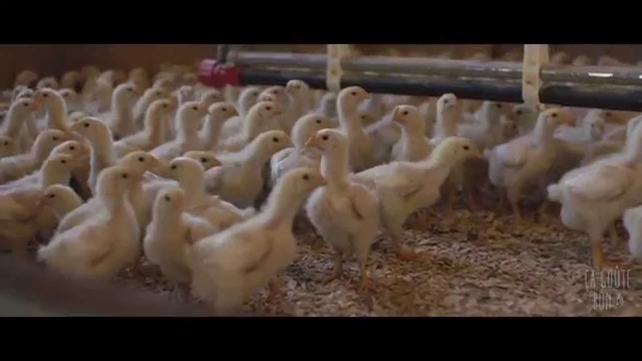 Poulet Fermier