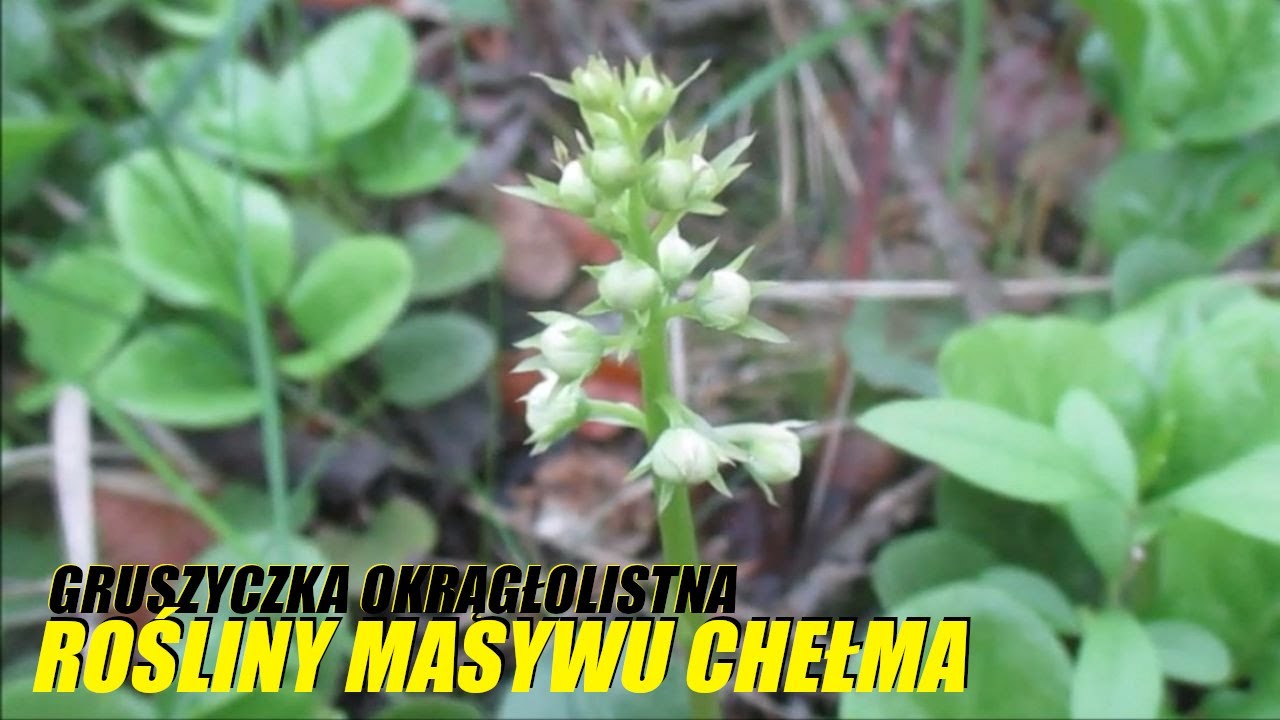 GRUSZYCZKA OKRĄGŁOLISTNA Roślina chroniona ROŚLINY MASYWU CHEŁMA (Ligota Dolna, Maj 2021)