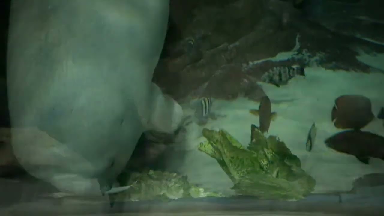 Beluga Whale at Sea World Yas Island in Abu Dhabi, UAE