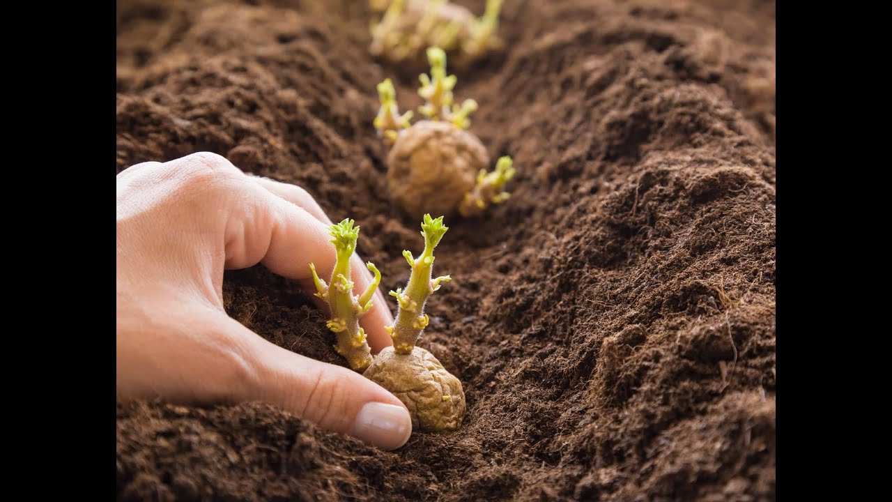Planting Potatoes Made Easy! 🧤 Beginner Gardening Tutorial