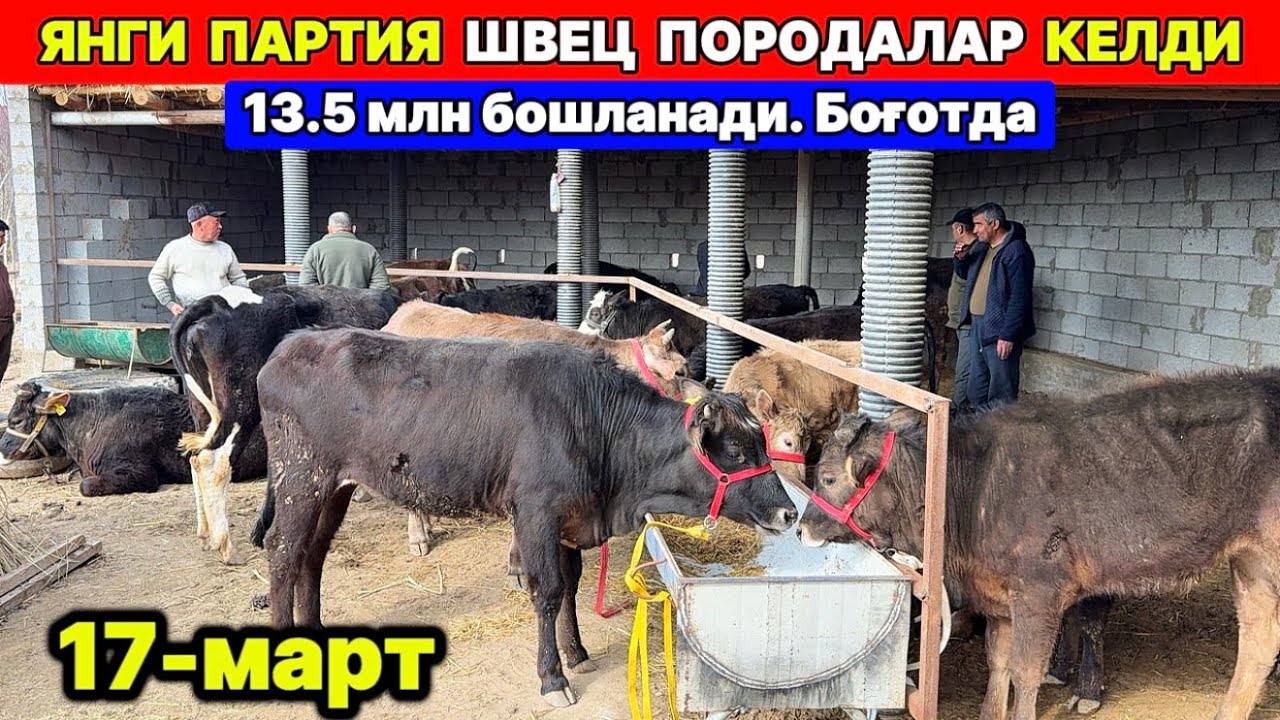 ЯНГИ ПАРТИЯ ШВЕЦ МОЛЛАР КЕЛДИ ХОРАЗМ БОҒОТ 17-марта 2026 г.