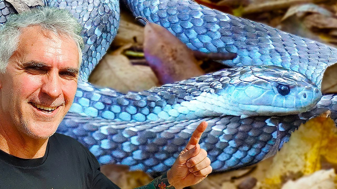 The Australian Tiger Snake: Venom, Diet, and Conservation