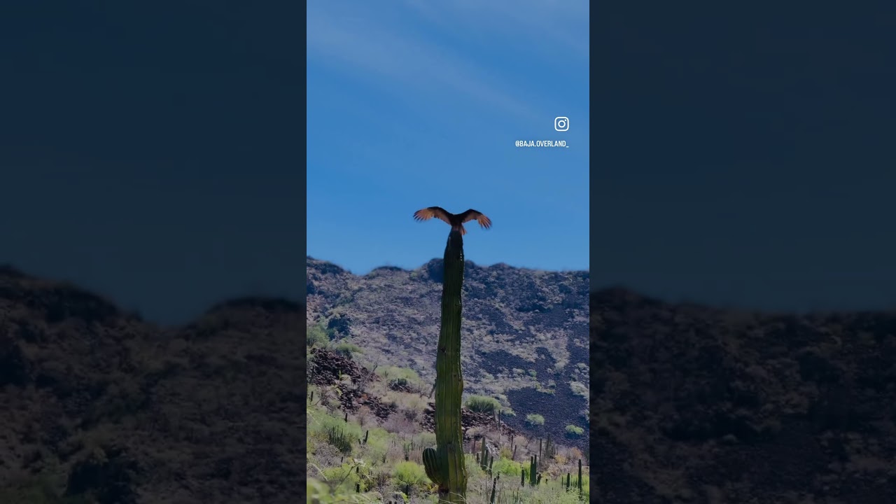 The beauty of Baja #baja #bajasur #mulege #loreto #desierto #overland