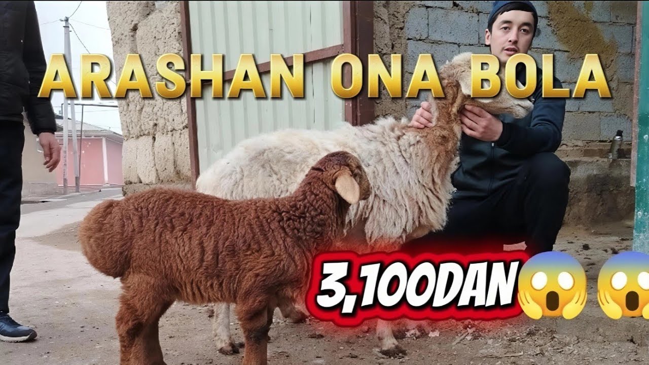 ONA BOLA BO'G'OZ YIRIK BO'G'OZ SOVLIQ TO'HLI QO'ZI SOVLIQ BARA QO'ZI SOVLIQ 