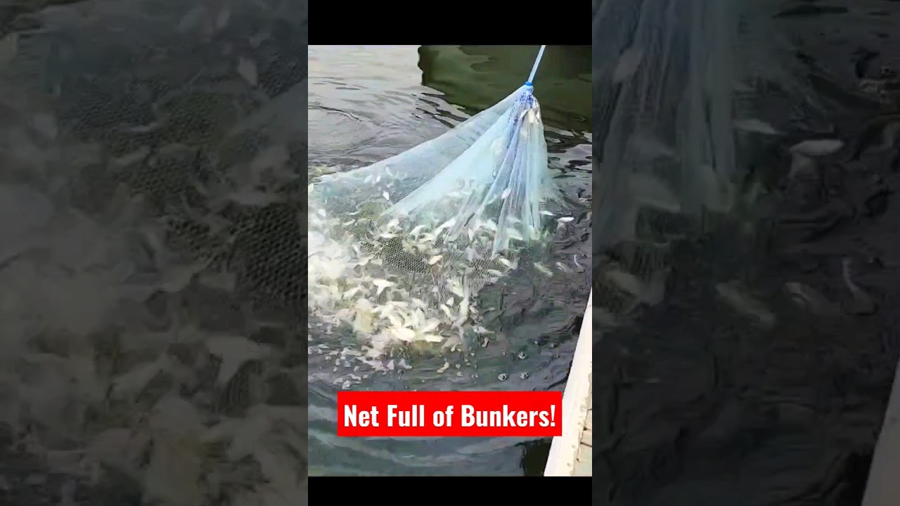 Lots of Bunkers caught by net #shorts #bait