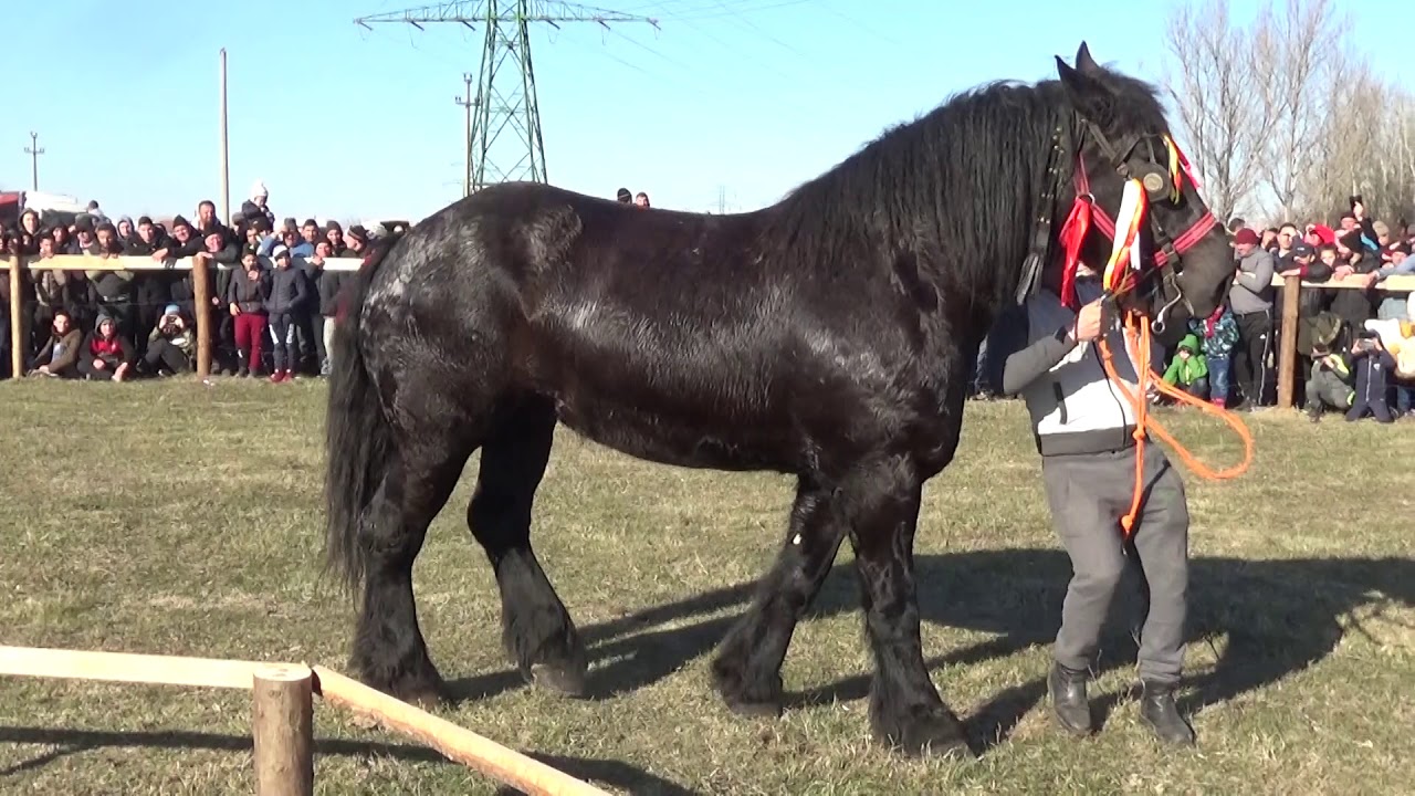 Botezul Cailor Slatioara - Editia a XXVII-a - 16 ianuarie 2020