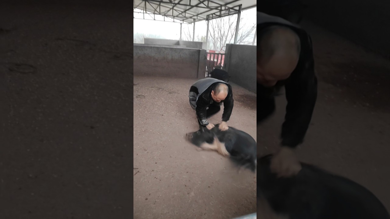 Amazing Pig Catch By Hand 