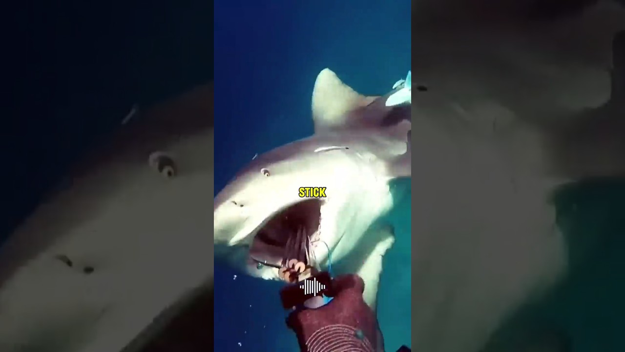 How to Survive A Shark ATTACK 🦈 #shorts #howtosurvive