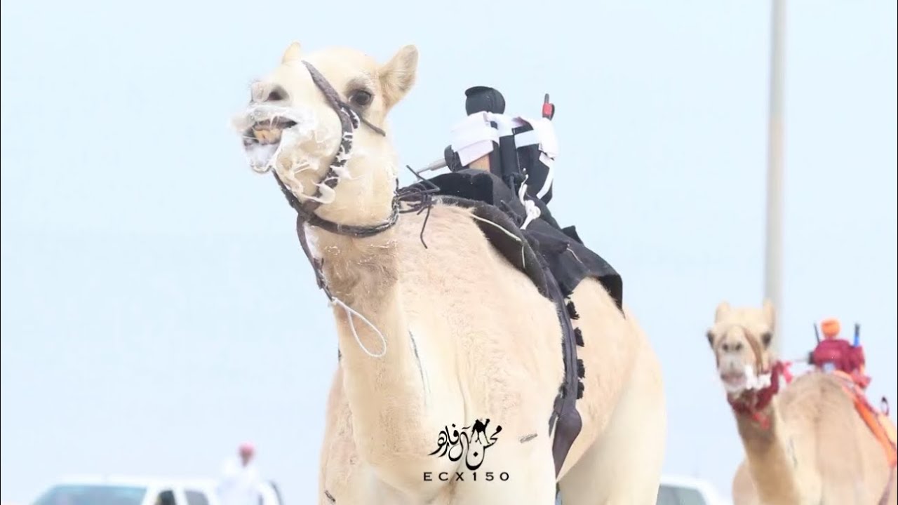 سيادة : عبد الرحمن سلمان صالح المغيري