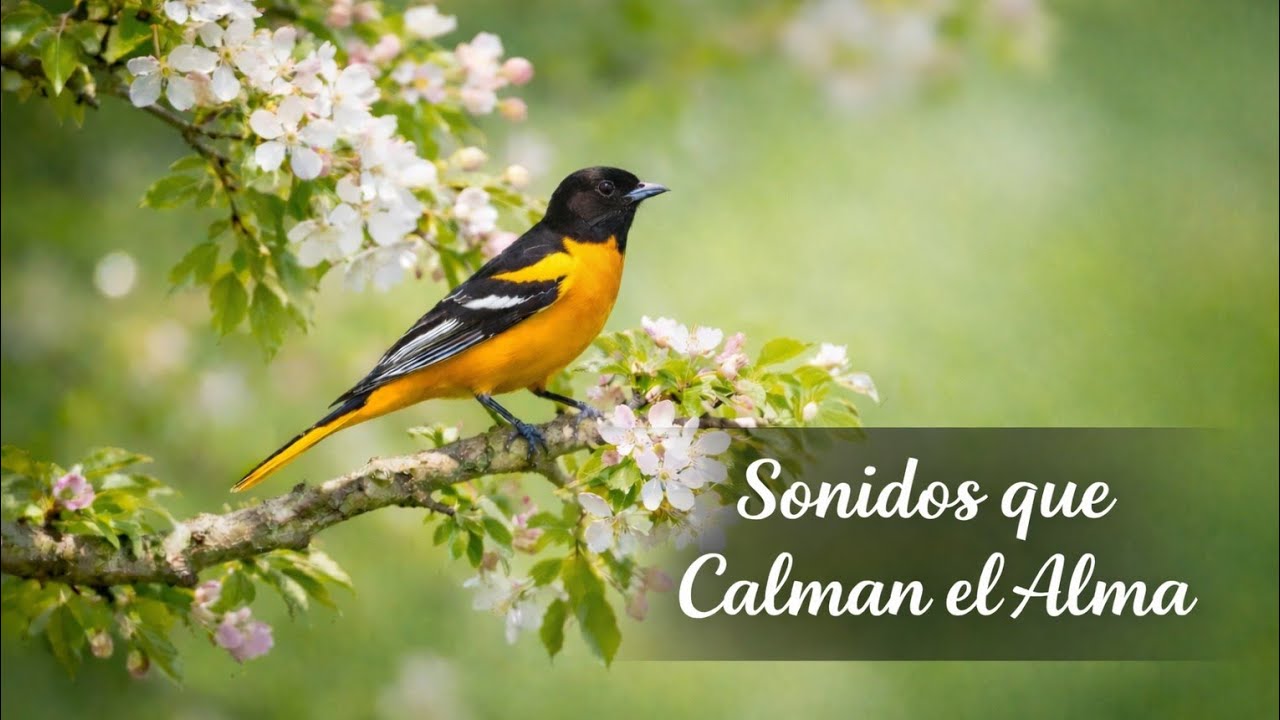 Pájaros en Armonía | Sonido Suave de Agua y Aves para Relajarse 🕊️💧