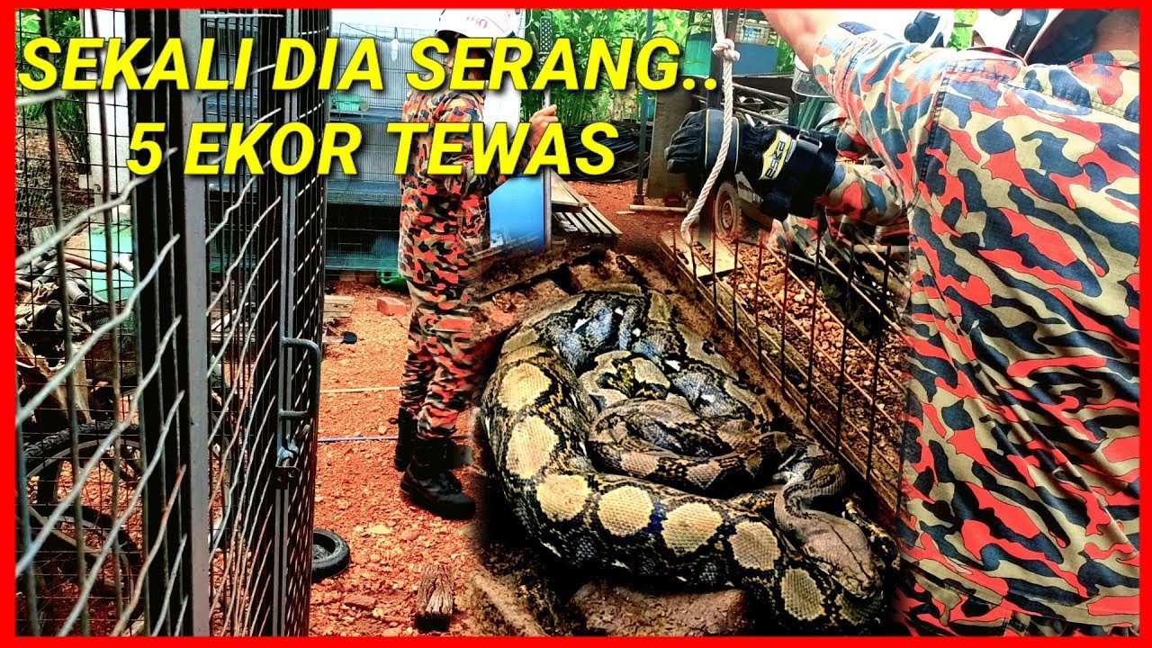 SEKALI DIA NGAP 5 EKOR TERUS JALAN | ULAR SAWA BATIK