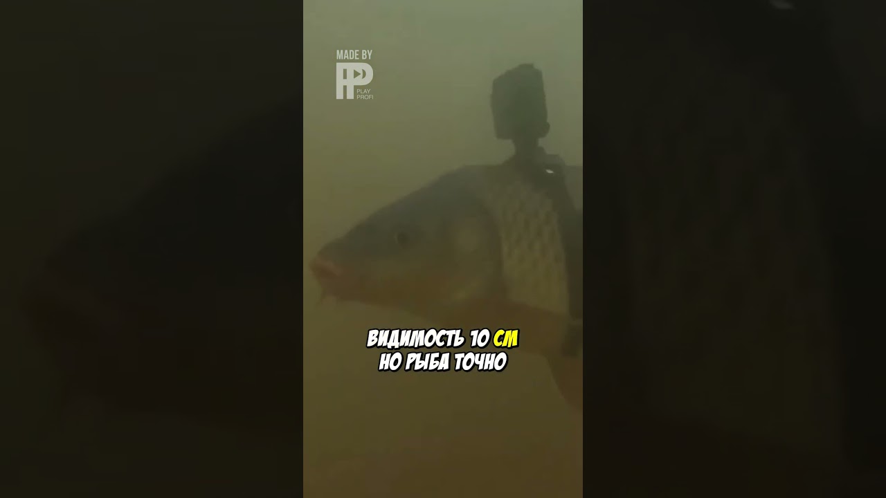 Как Сазан Ориентируется в Самой Мутной Реке Мира?