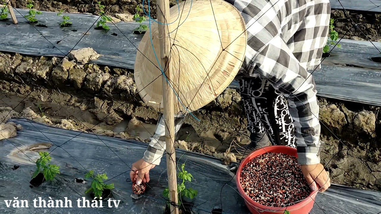 bón phân cho khổ qua. nông dân thứ thiệt ở: phú hội, an phú ,an giang.