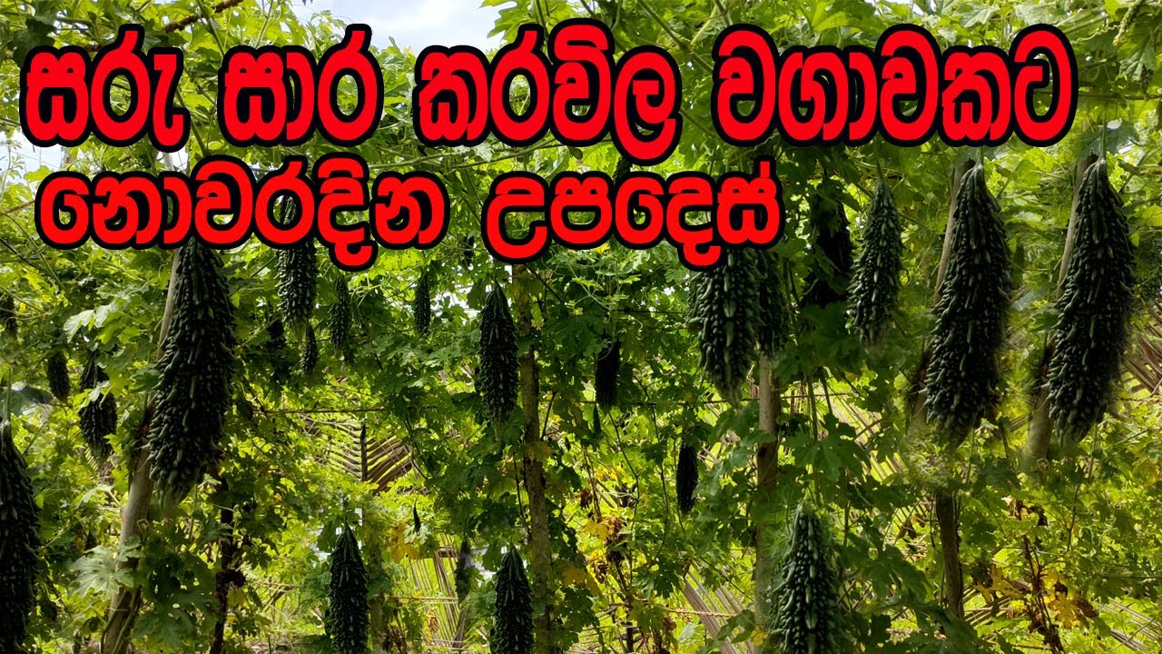 කරවිල වගාව / karawila wagawa sinhala / Bitter Gourd Cultivation / මෙහෙම කරවිල හැදුවොත්  වරදින්නෙ නෑ