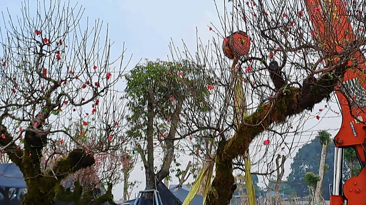 Hai cây hoa đào to nhất.