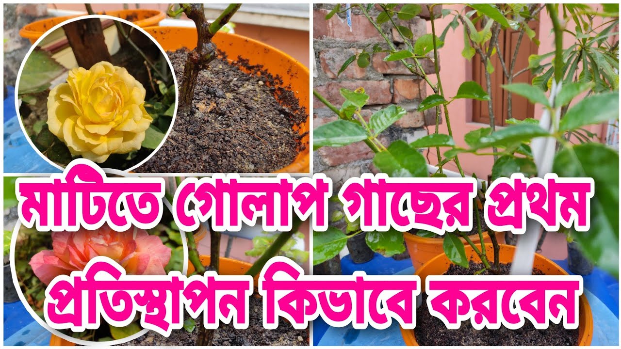 মাটিতে গোলাপ গাছ কিভাবে করবেন || গোলাপের স্পেশাল মাটি বানানোর পদ্ধতি || Rose potting mix ||