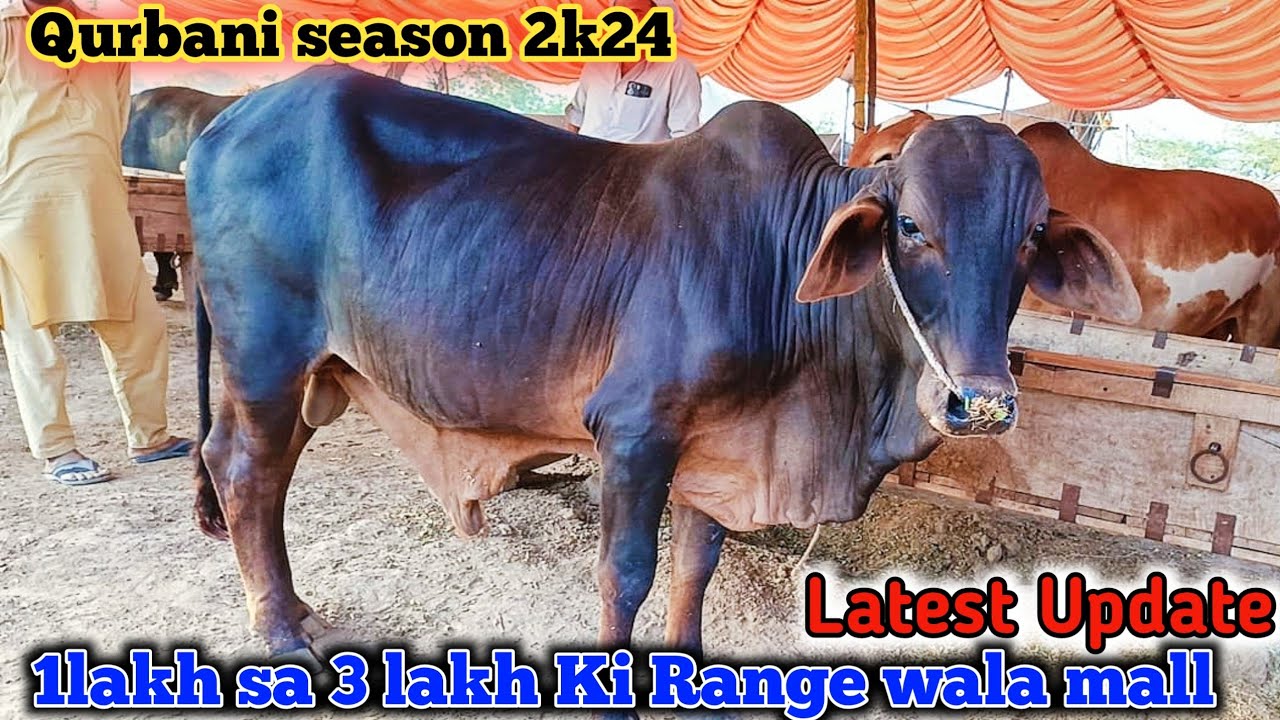 Chota mall ki update || faisalabad cow mandi latest update || 31 May | pardesi mandi
