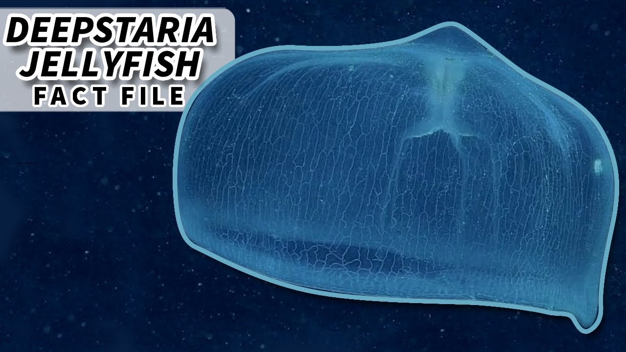 Deepstaria Jellyfish Facts: the BLANKET of the DEEP | Animal Fact Files