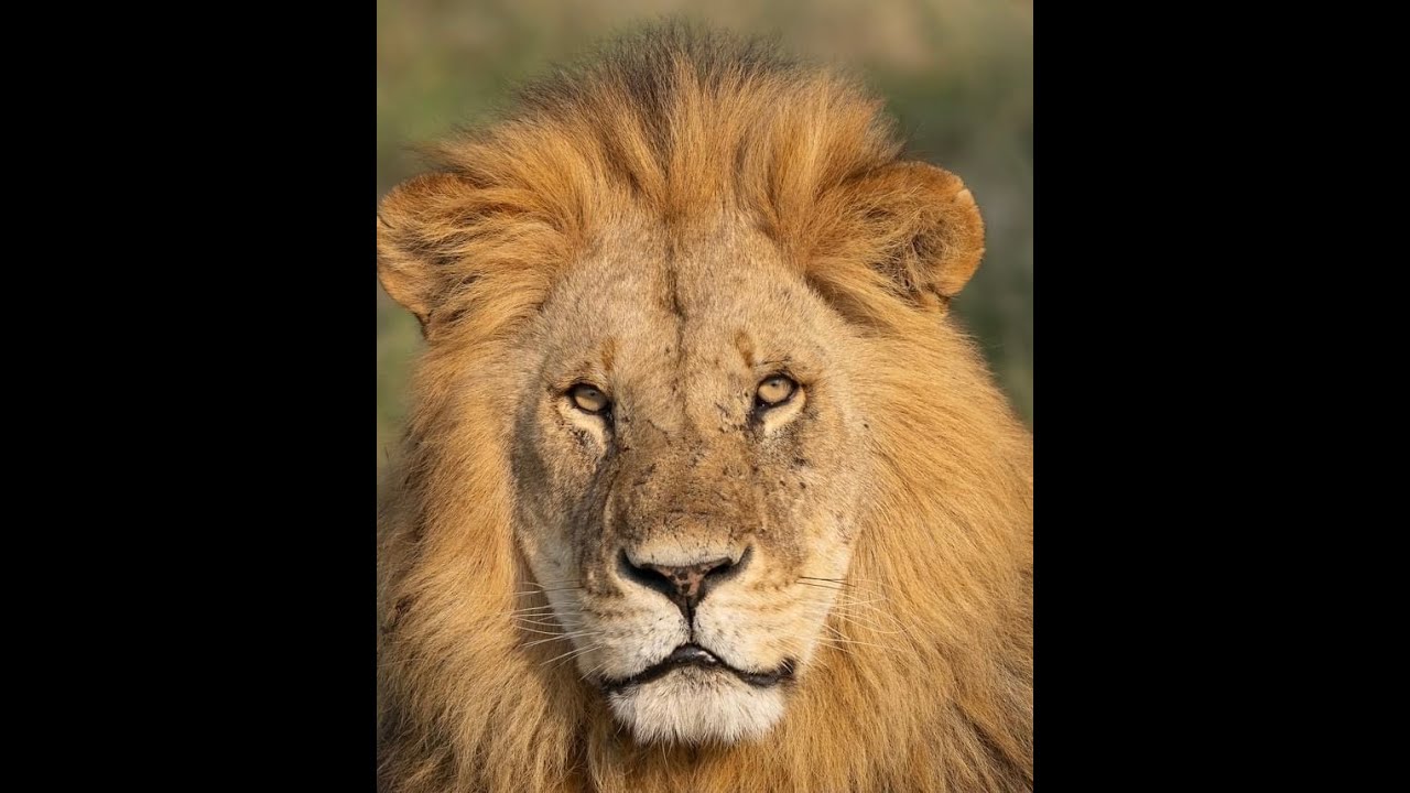 Kenya Lion Roaring August 2024