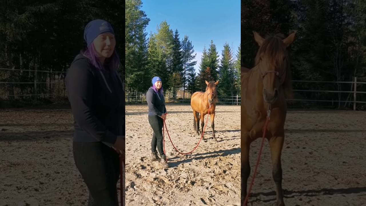 Hevosen maastakäsin kouluttamisesta