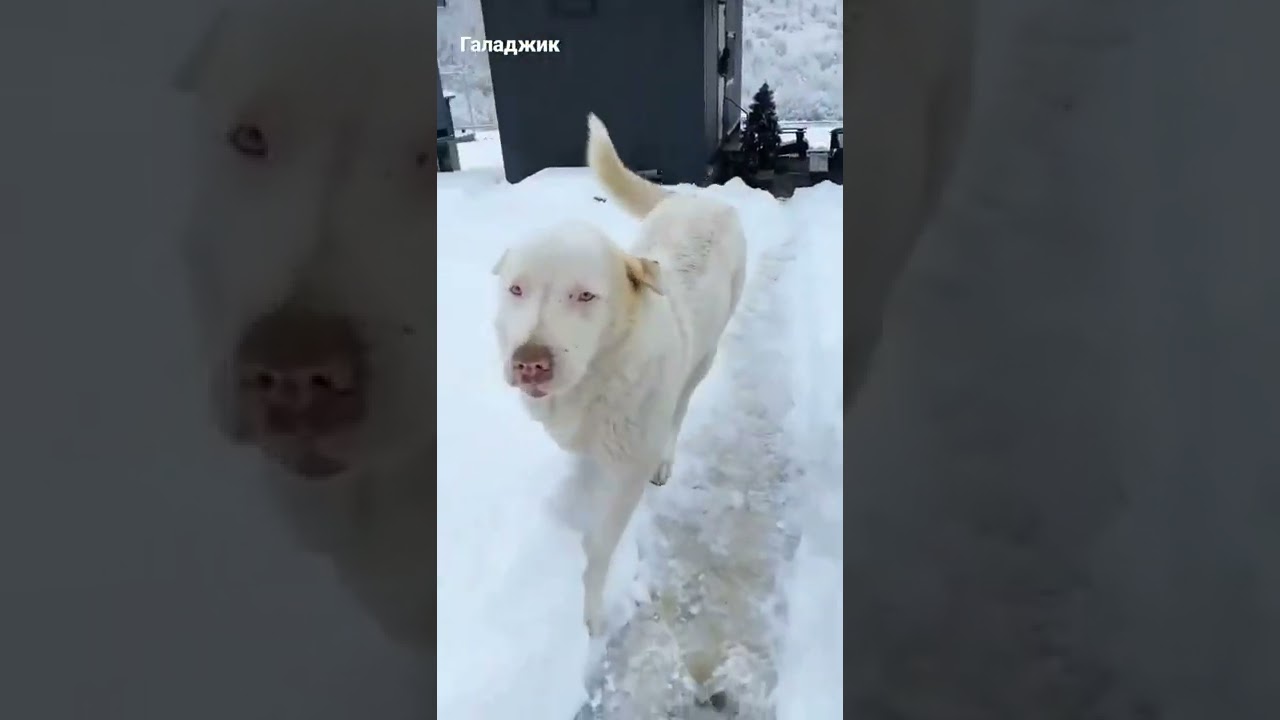 Галаджик Исмаиллы - Ismayıllı #azerbaycan #azerbaijan #ismayilli #snow