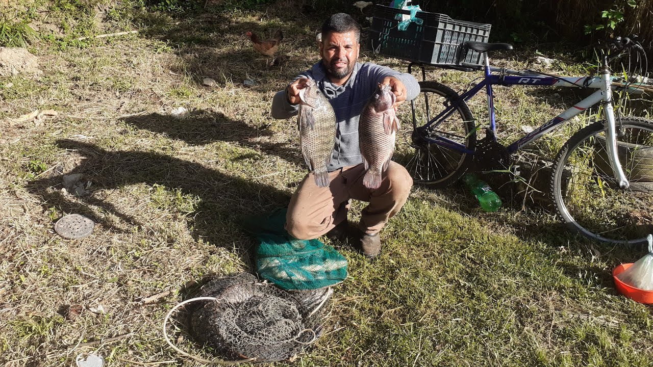 Dica de chicotinho. Costinha 15 kilo de tilapia