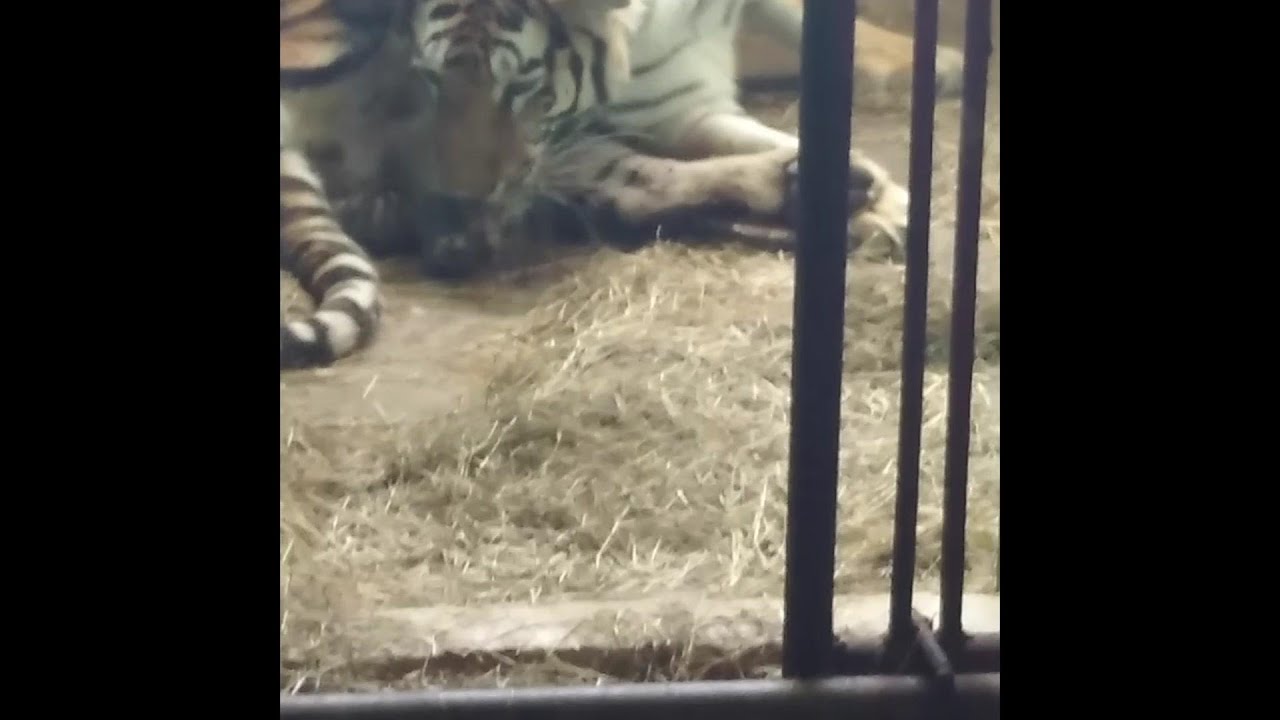 4 Bengal tigers born in captivity at Cuban zoo