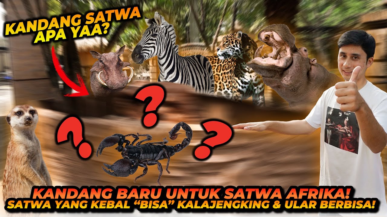 PEMBANGUNAN KANDANG BARU UNTUK SATWA BARU DARI AFRIKA! SATWA INI KEBAL DARI BISA ULAR & KALAJENGKING