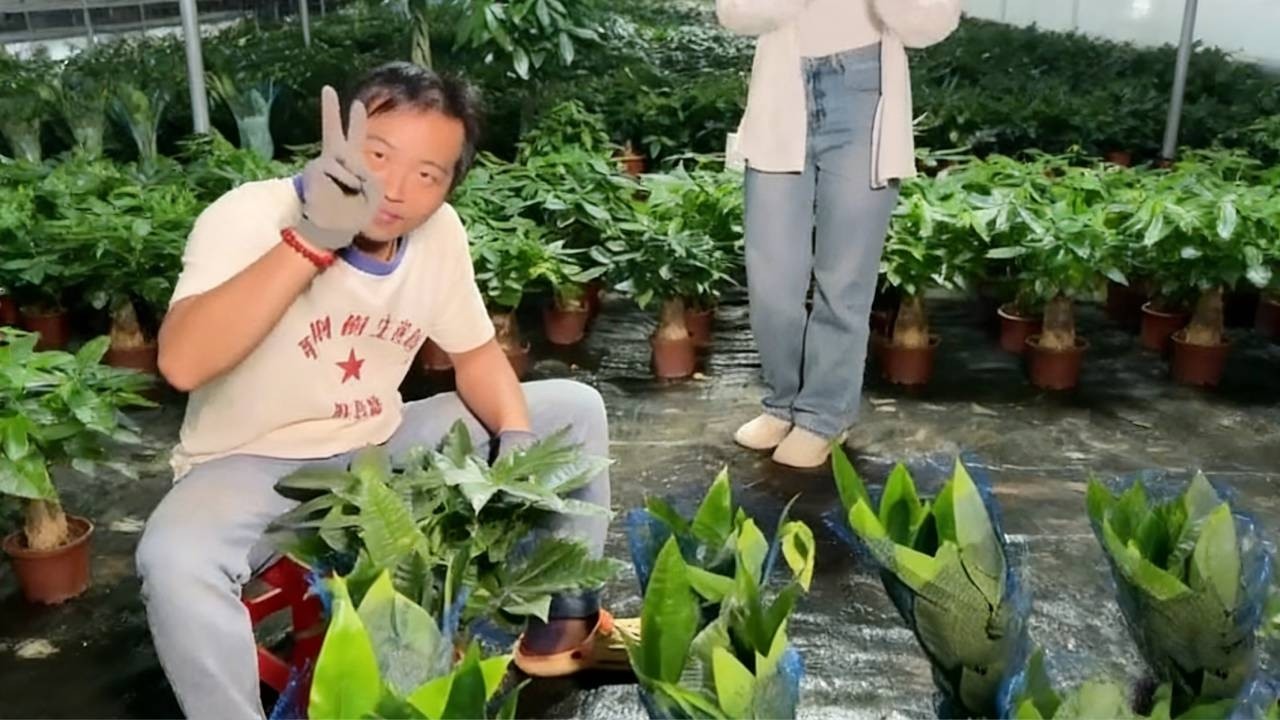 错过第一次就别再错过第二次，一转身便是一生。家里有绿植，生活满阳光。 #室内盆栽 #花卉绿植 #家养绿植推荐