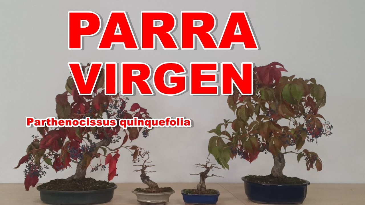 Parra virgen, Parthenocissus quinquefolia.