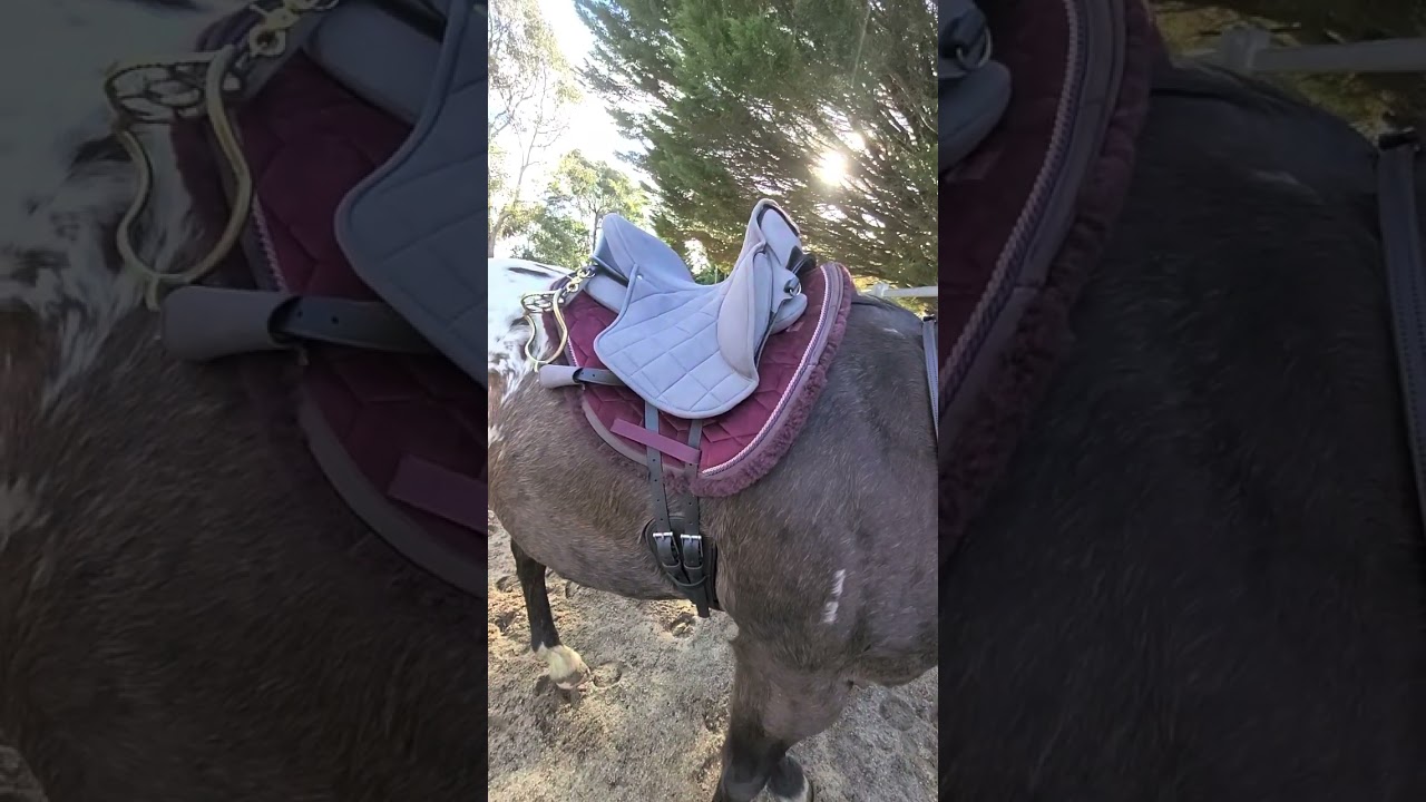 Just had THE best canter of our lives! Ghost Buttera Flexx Saddle 🩷has
