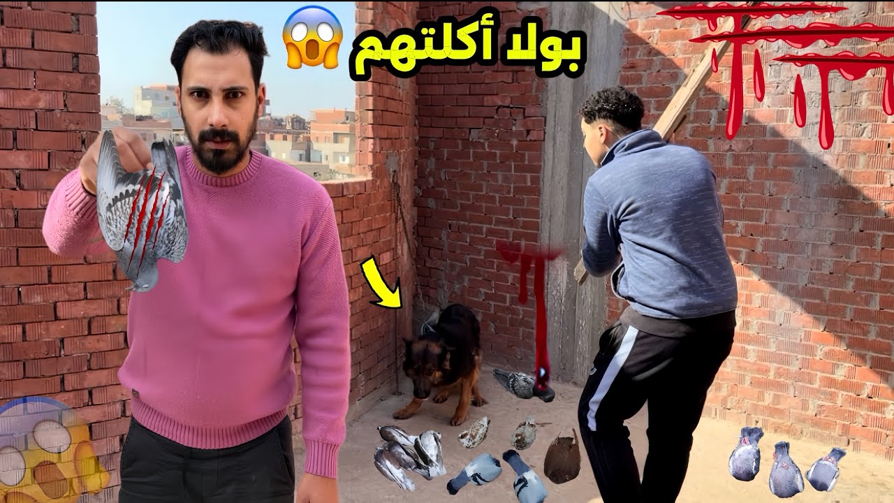 بولا هجمت علي الحمام واكلت 50 فرد 😭|واشتريت حمام مكان الي مات 