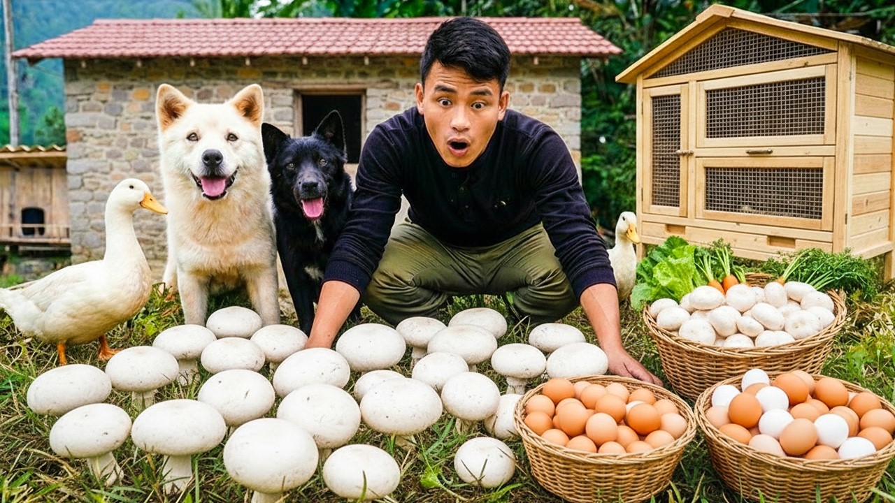 Harvesting 1000+ Giant Fresh Wild Mushrooms and Lots of Eggs from a Forest Hill - CEO with Tom & Lu