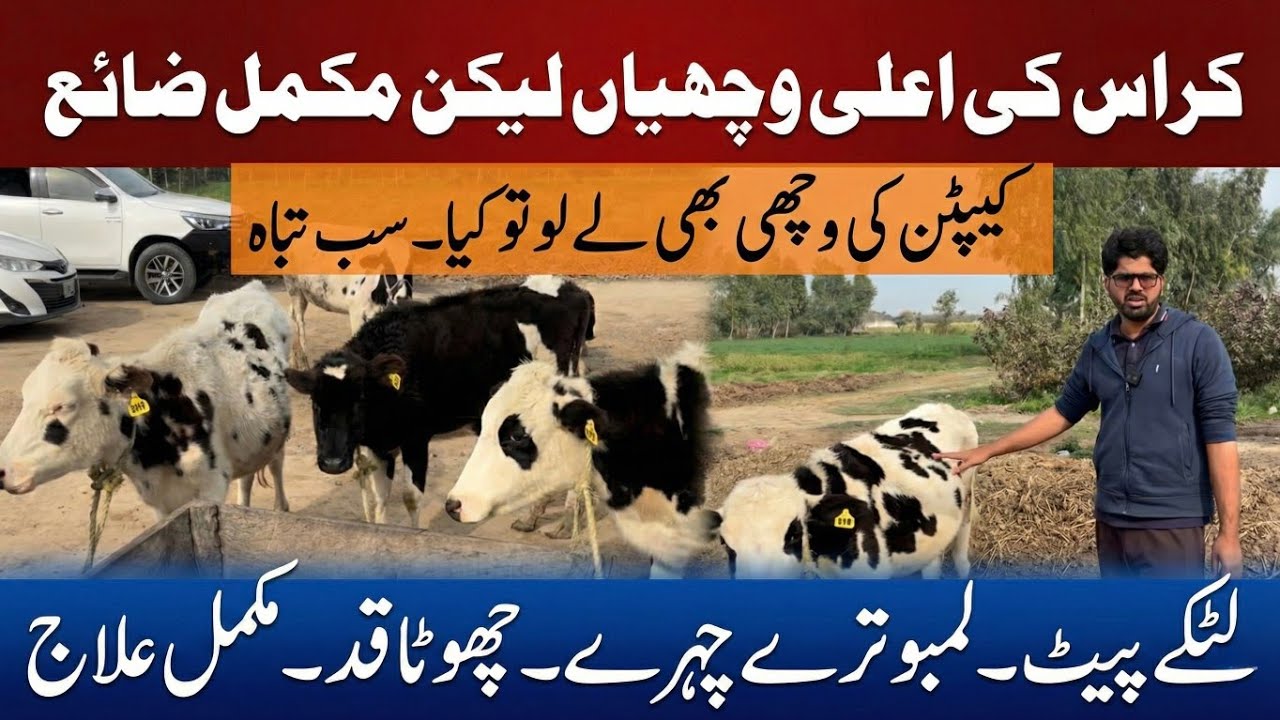 Crossbred heifers wasted II Latkay pait ka treatment II Captain semeb daughter 