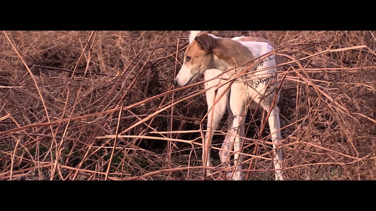Хорьки с Райаном Уилби
