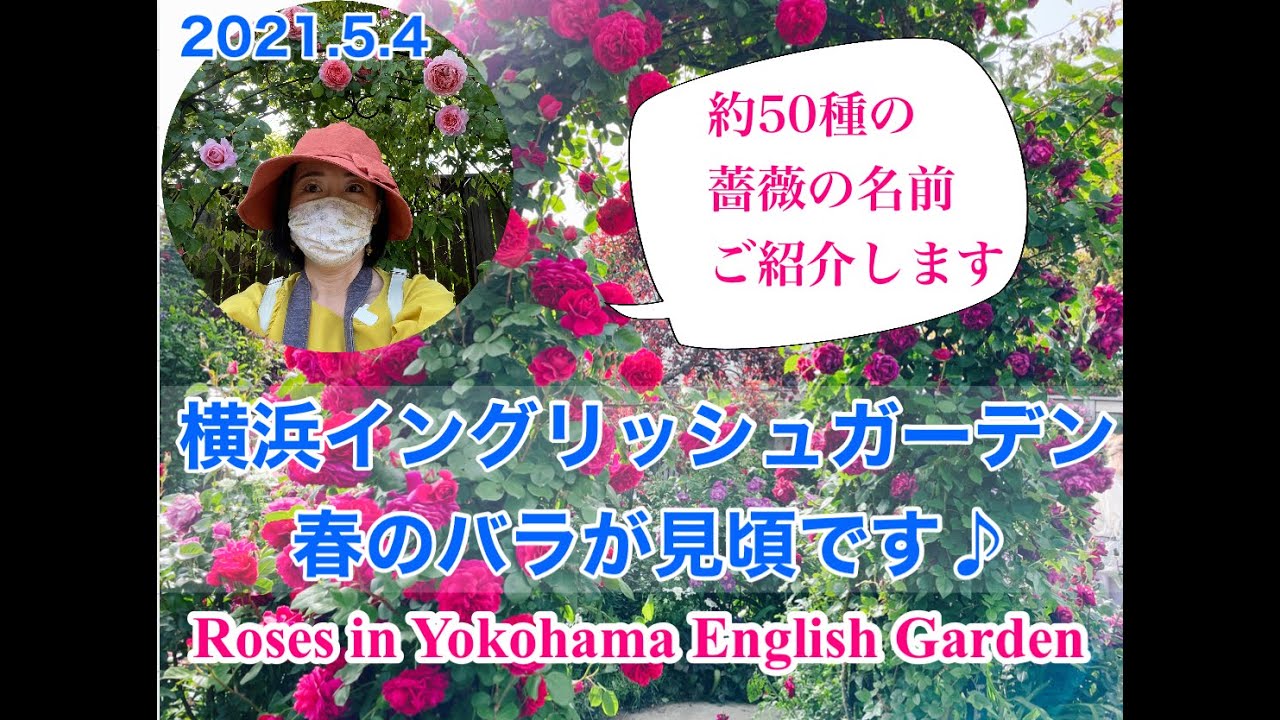 横浜イングリッシューガーデン、春バラ見頃です！約50種類のバラの名前をご紹介、薔薇図鑑ぜひご覧ください～2021年GWのカロリーナの薔薇レポート