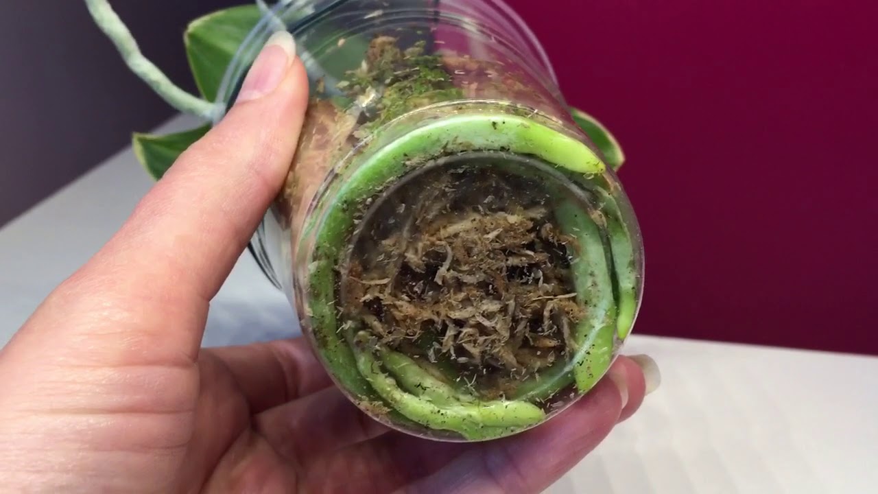 Update / Phalaenopsis Sogo Vivien im Sphagnum Moos