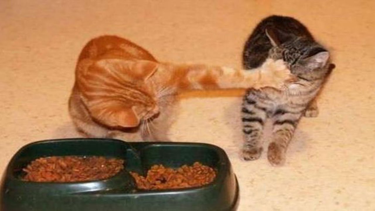 Cats Protecting Their Food Compilation =^.^=