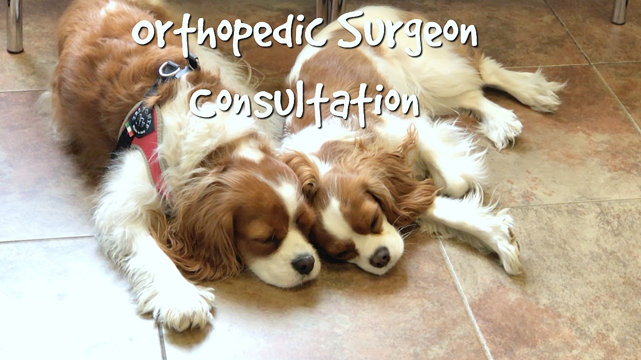 VET VISIT VLOG: MORE BAD NEWS!? | ORTHOPEDIC SPECIALIST CONSULTATION