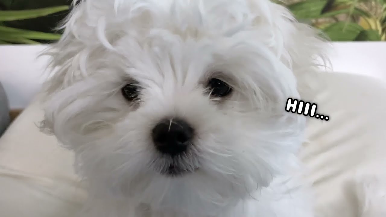 Teach this first to your NEW PUPPY!