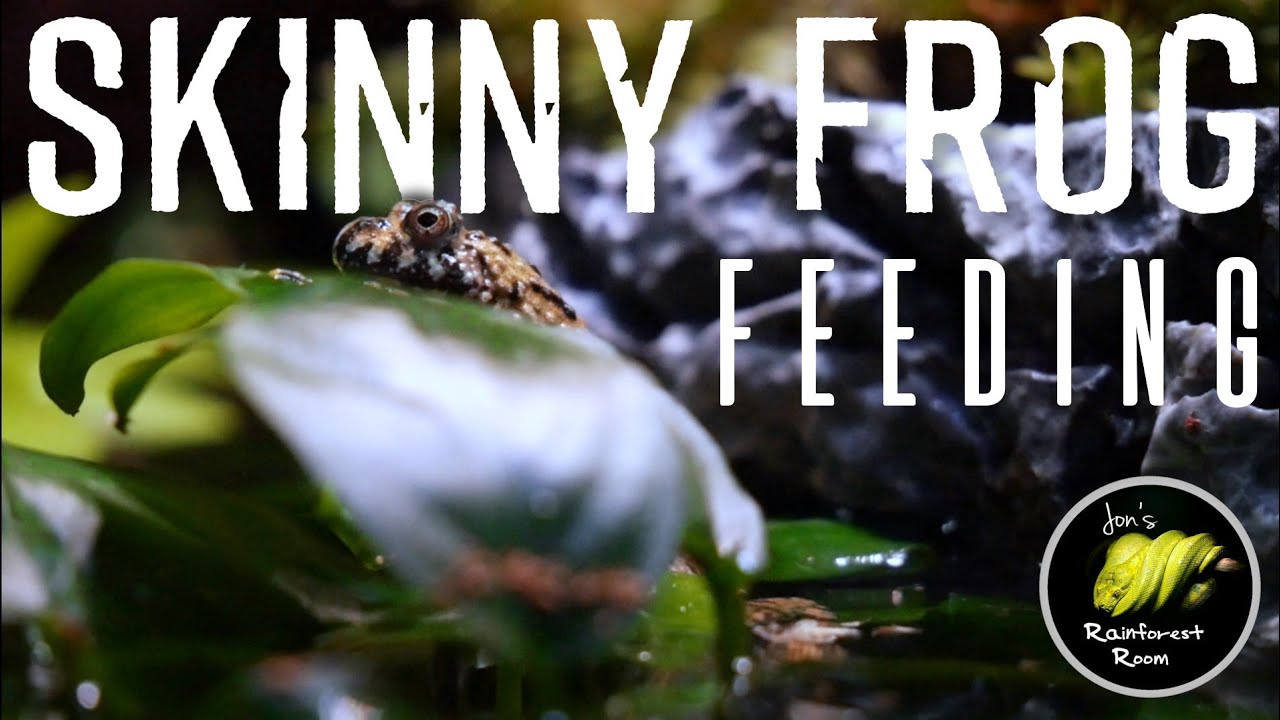 Fire Belly Toad Setup & Fattening Up My Skinny Fire Bellied Toad