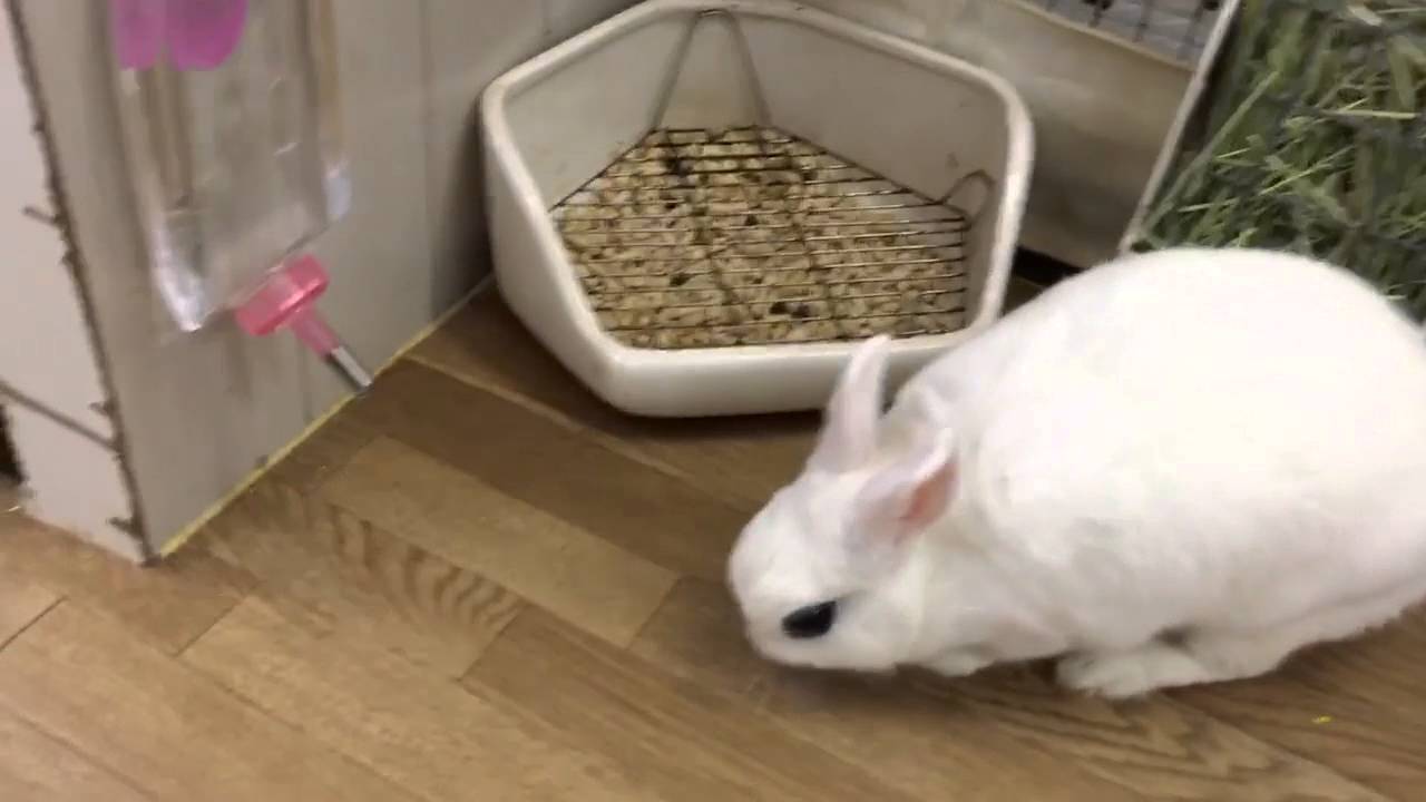 うさぎカフェ「うさびび」でもっふもふ