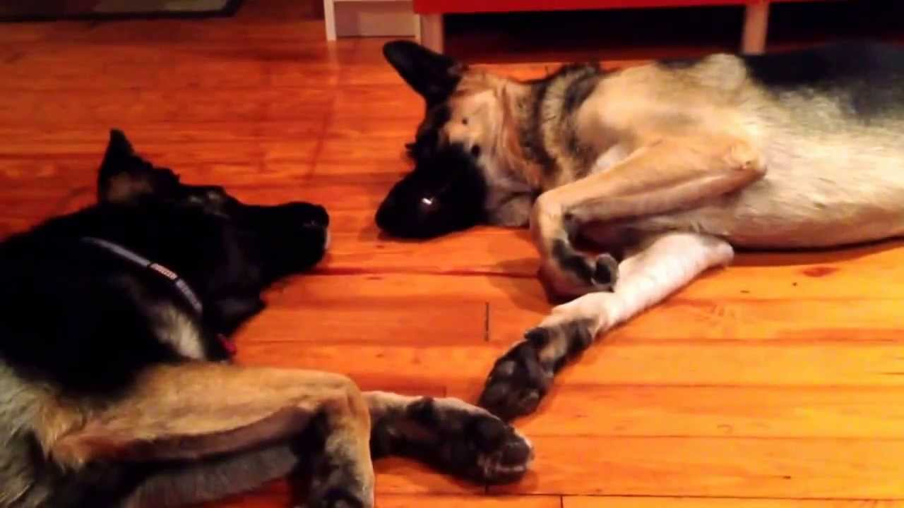 My German Shepherds Having a Conversation