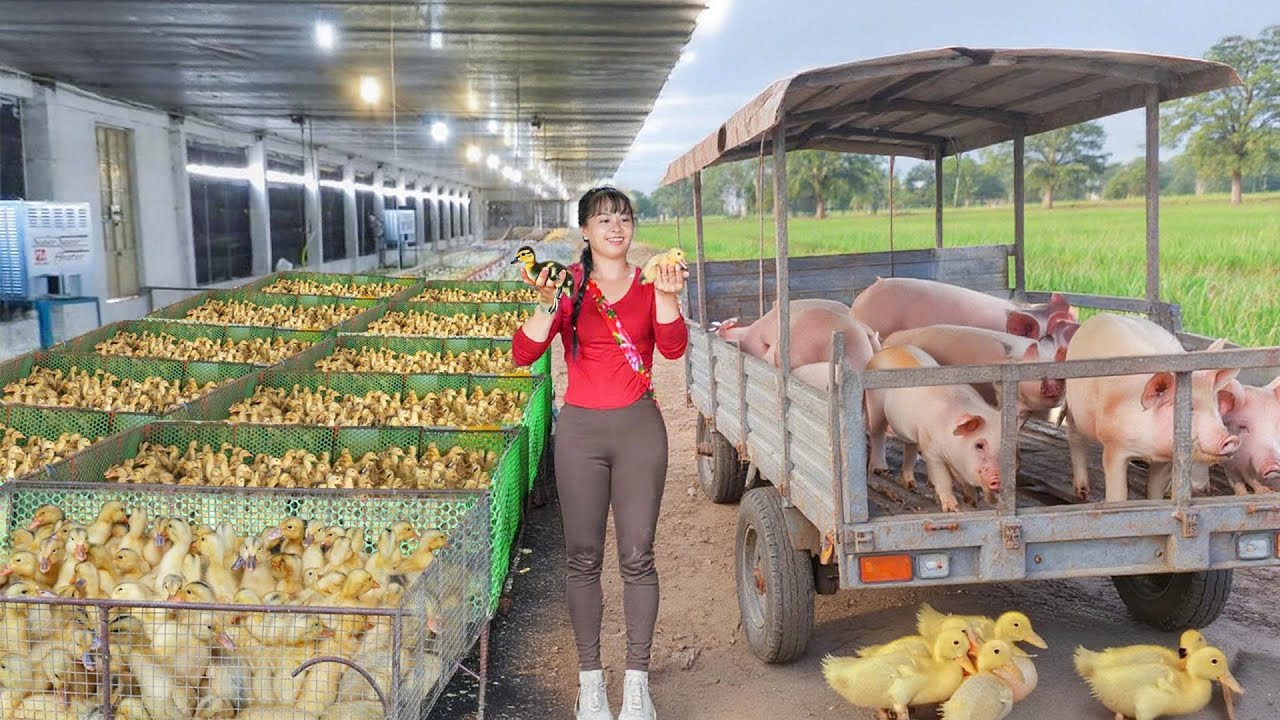 Buy 100 of Ducklings, Use 3 Wheeled Truck Go to Market Sell - Raising Ducks and Pigs