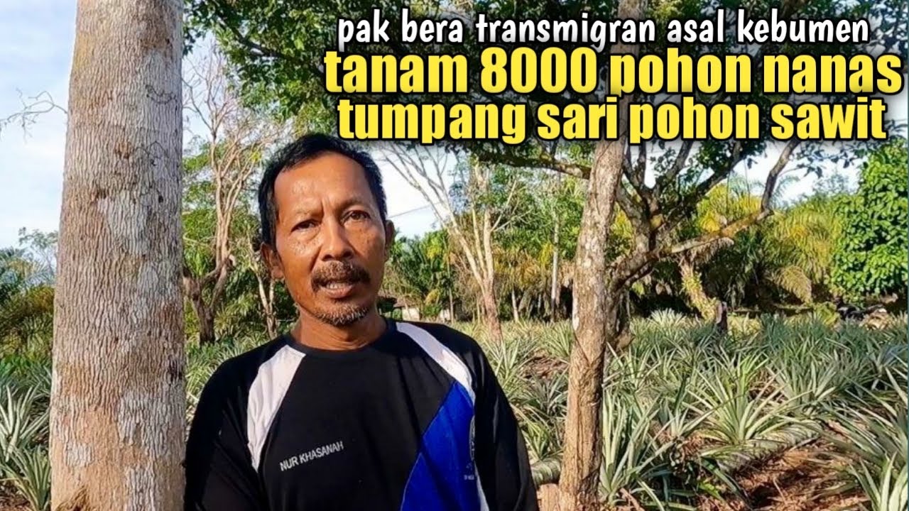 Lahan gambut 2Ha full nanas tumpang sari sawit