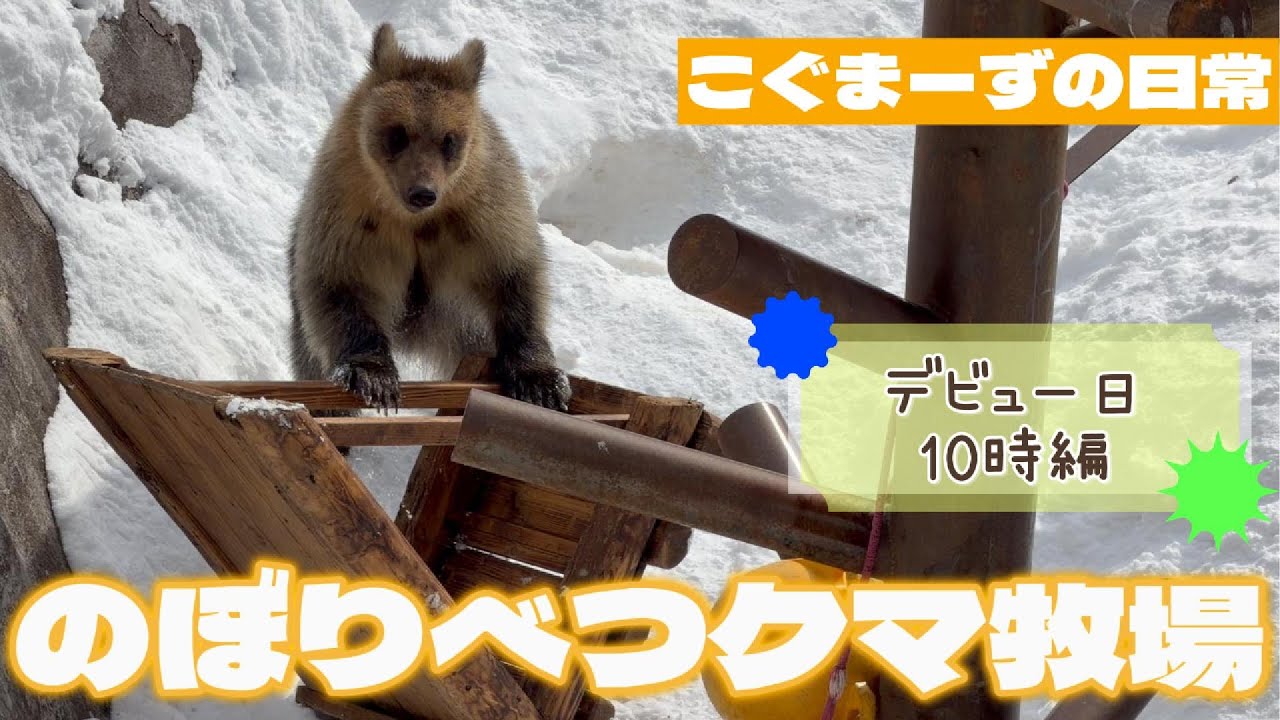【2026/02①】こぐまーずの日常⭐︎デビュー日AM10時編