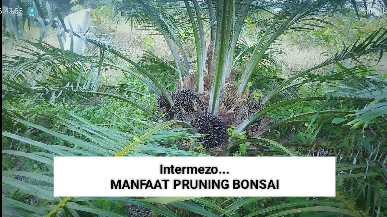 Manfaat Pruning Bonsai Untuk Hasil Produksi