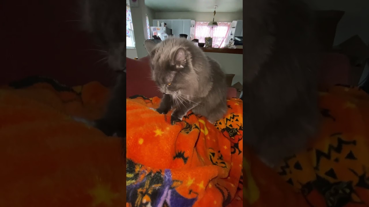 Fluffbutt making biscuits and purring (while my girlfriend sleeps) 🐱