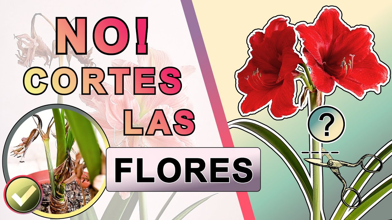 &iquest;Cortar FLORES de AMARYLLIS? 🌷 (Hippeastrum) | Reciclaje de NUTRIENTES | BIOLOG&Iacute;A | #amaryllis