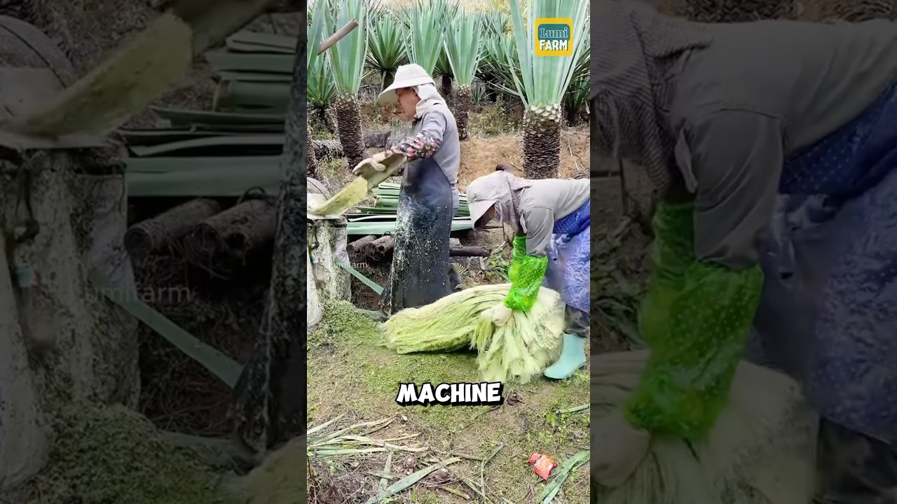 How do the Chinese turn sisal leaves into shoes? #sisal #shorts